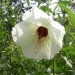 Comfortroot Hibiscus